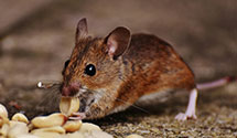 24 Hour & Emergency Exterminators in N Salt Lake, UT